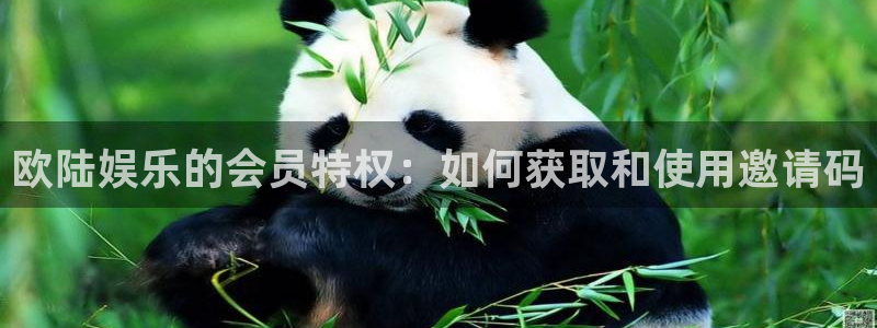 摩登7分红代理计划：欧陆娱乐的会员特权：如何获取和使用邀请码